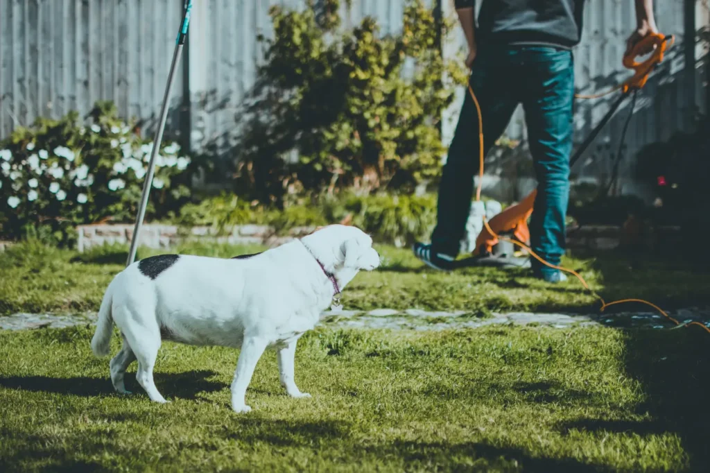 lebensart und zuhause blog fuer haus hund freizeit