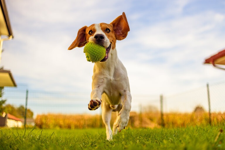 Beagle Hund hat Spaß im Garten, im Freien, läuft und springt mit Ball in Richtung Kamera