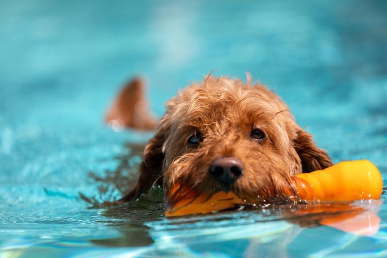 Golden Doodle beim Schwimmen